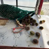 Морские деликатесы 4